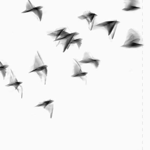 Alternative view of Wallpaper Seagull Fashionature