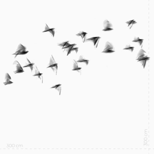Wallpaper Seagull Fashionature - immagine 3