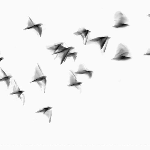 Wallpaper Seagull Fashionature - immagine 4
