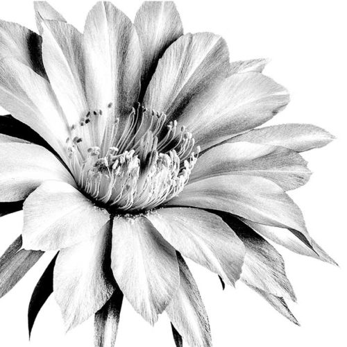 WALLPAPER FLOREALE WHITE