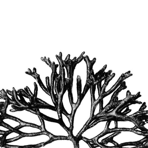 WALLPAPER VEGETALE CODIUM