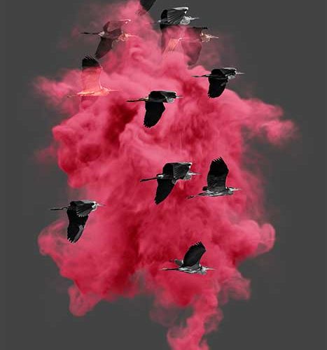 Wallpaper Aironi Fashionature magenta - carta da parati con aironi 2x3 mt