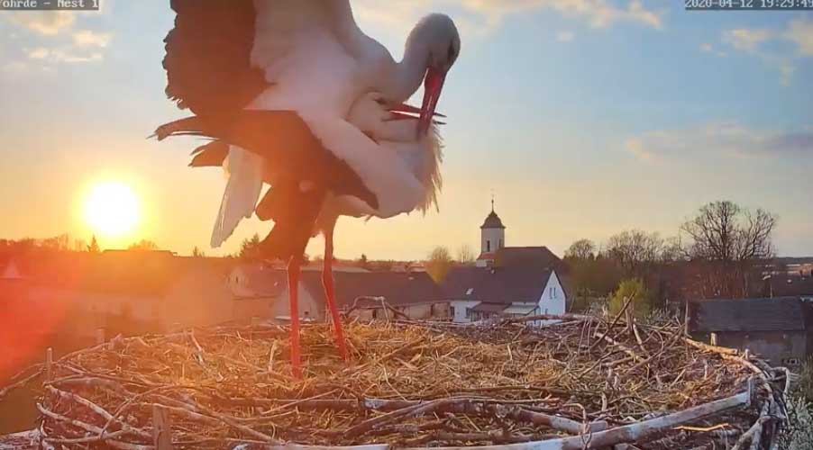 Le cicogne, grazie a questa telecamera nella città di Havelsee, possiamo seguire in diretta la vita di questa amorevole coppia di cicogne.