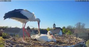 Le cicogne, grazie a questa telecamera nella città di Havelsee, possiamo seguire in diretta la vita di questa amorevole coppia di cicogne.