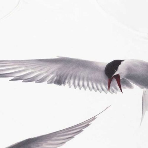Arctic Tern White T-Shirt