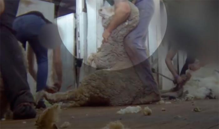 NO LANA - alternative naturali alla tortura animale durante la tosatura